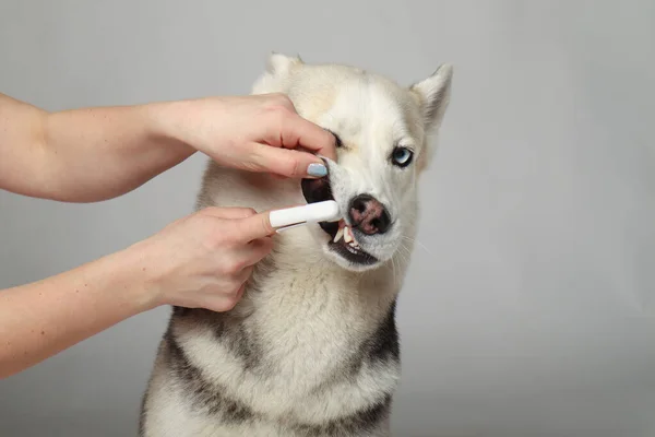 Menina Husky Siberiana Cinza Eles Escovam Dentes Arrumar Cara Engraçada — Fotografia de Stock