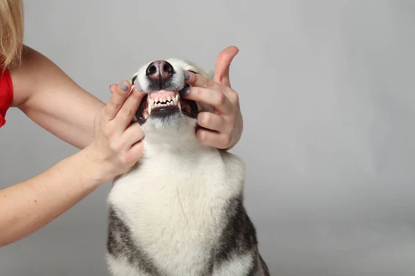 灰色のシベリアのハスキー少女 面白い顔の犬 — ストック写真