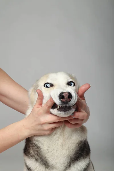 灰色西伯利亚哈士奇女孩 有趣的脸狗 — 图库照片