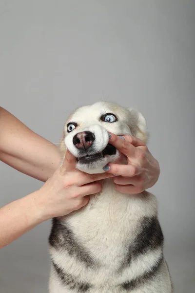 灰色西伯利亚哈士奇女孩 有趣的脸狗 — 图库照片