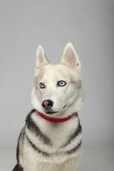 Retrato Cinza Menina Siberiana Husky Olhando Para Você Fundo Branco — Fotografia de Stock