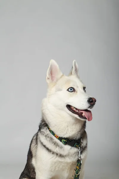 Portrét Šedé Dívky Sibiřský Husky Dívá Vás Bílém Pozadí — Stock fotografie