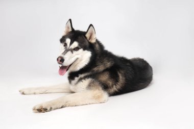 Siyah çocuk Sibirya Husky 'si beyaz arka planda yatıyor.