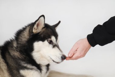 Siyah Sibiryalı Husky çocuğu beyaz arka planda ödül yiyor.