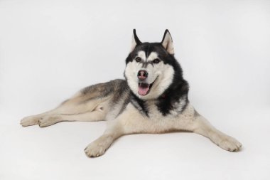Siyah çocuk Sibirya Husky 'si beyaz arka planda yatıyor.