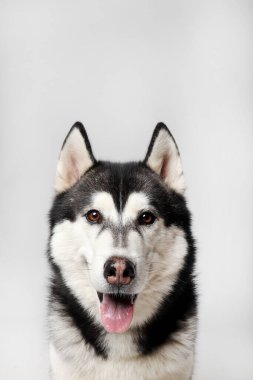 A black Siberian Husky boy is sitting on a white background. Portrait clipart