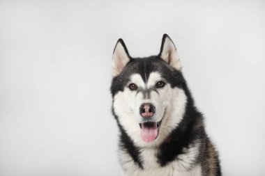 A black Siberian Husky boy is sitting on a white background. Portrait clipart