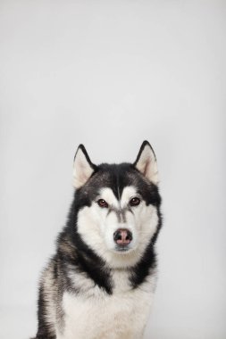 A black Siberian Husky boy is sitting on a white background. Portrait clipart