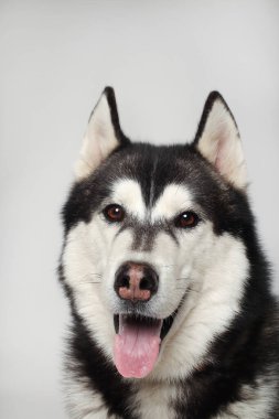 Siyah bir Sibiryalı Husky çocuğu beyaz arka planda oturuyor. Portre