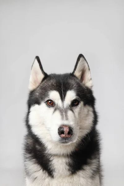 Chico Husky Siberiano Negro Está Sentado Sobre Fondo Blanco Retrato —  Fotos de Stock