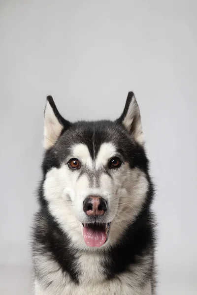 Menino Husky Siberiano Preto Está Sentado Sobre Fundo Branco Retrato — Fotografia de Stock