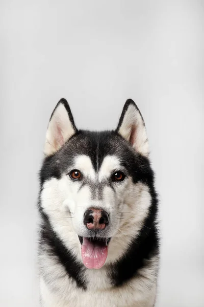 Černý Sibiřský Husky Chlapec Sedí Bílém Pozadí Portrét — Stock fotografie