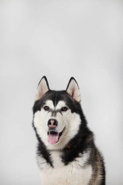Menino Husky Siberiano Preto Está Sentado Sobre Fundo Branco Retrato — Fotografia de Stock