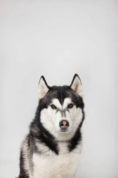 Chico Husky Siberiano Negro Está Sentado Sobre Fondo Blanco Retrato —  Fotos de Stock