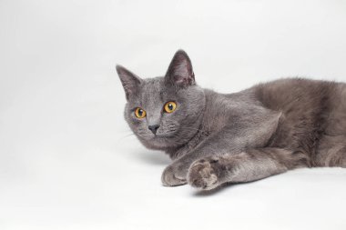 Beyaz arka planda sarı gözlü İngiliz kısa hava grisi kedisi. Kedi nanesi oyuncağıyla oynar