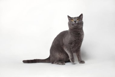 Beyaz arka planda sarı gözlü İngiliz kısa hava grisi kedisi. Komik surat.