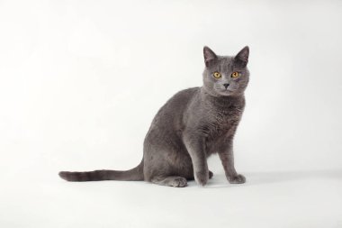 Beyaz arka planda sarı gözlü İngiliz kısa hava grisi kedisi.