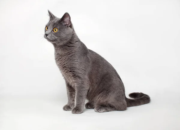 Brittisk Stenografigrå Katt Med Gula Ögon Vit Bakgrund — Stockfoto