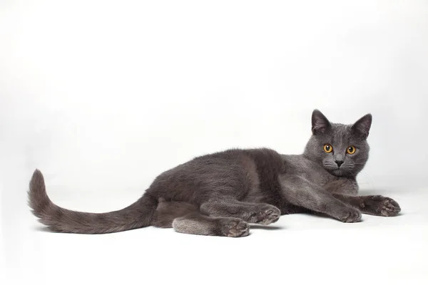 British Shorthair Gray Cat Yellow Eyes White Background Lying Royalty Free Stock Images
