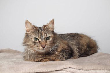 Güzel kahverengi bir kedi beyaz bir arka planda uzun kürklü bir şekilde yatıyor. Sibirya kedisi. Yeşil gözler. Yumuşak pençeli. Battaniyenin üstünde uyumak