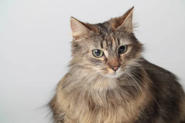 Vacker Brun Katt Ligger Lång Päls Vit Bakgrund Sibirisk Katt — Stockfoto
