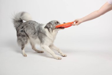 Border collie dog.Beyaz-gri bir köpek neşeli bir şekilde disk oyuncağıyla oynar. Stüdyoda portre, beyaz arka plan