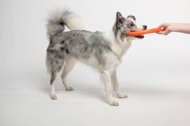 Border collie dog.Beyaz-gri bir köpek neşeli bir şekilde disk oyuncağıyla oynar. Stüdyoda portre, beyaz arka plan