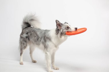 Border collie dog.Beyaz-gri bir köpek neşeli bir şekilde disk oyuncağıyla oynar. Stüdyoda portre, beyaz arka plan
