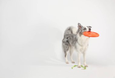 Border collie dog.Beyaz-gri bir köpek neşeli bir şekilde disk oyuncağıyla oynar. Stüdyoda portre, beyaz arka plan