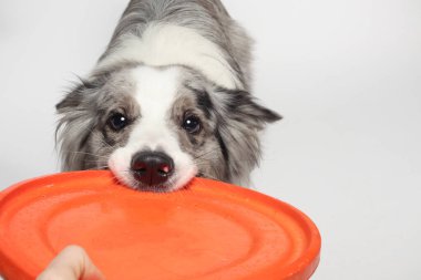 Border collie dog.Beyaz-gri bir köpek neşeli bir şekilde disk oyuncağıyla oynar. Stüdyoda portre, beyaz arka plan