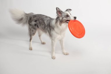 Border collie dog.Beyaz-gri bir köpek neşeli bir şekilde disk oyuncağıyla oynar. Stüdyoda portre, beyaz arka plan