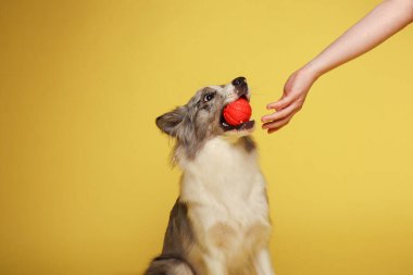 Border collie dog.Beyaz-gri bir köpek neşeli bir şekilde topla oynar. Stüdyo resmi, sarı arkaplan