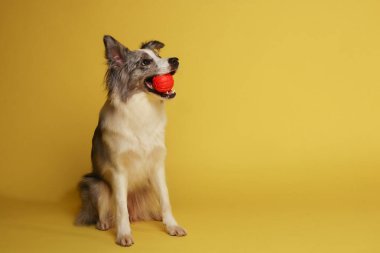 Border collie dog.Beyaz-gri bir köpek neşeli bir şekilde topla oynar. Stüdyo resmi, sarı arkaplan