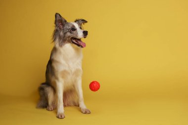 Border collie dog.Beyaz-gri bir köpek neşeli bir şekilde topla oynar. Stüdyo resmi, sarı arkaplan