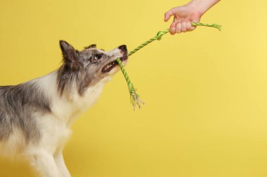 Border collie dog. Beyaz ve gri bir köpek neşeli bir şekilde halatla oynuyor. Stüdyo resmi, sarı arkaplan