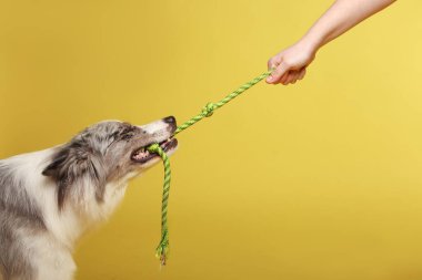 Border collie dog. Beyaz ve gri bir köpek neşeli bir şekilde halatla oynuyor. Stüdyo resmi, sarı arkaplan