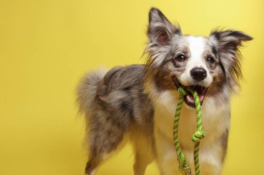 Border collie dog. Beyaz ve gri bir köpek neşeli bir şekilde halatla oynuyor. Stüdyo resmi, sarı arkaplan