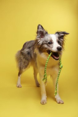 Border collie dog. Beyaz ve gri bir köpek neşeli bir şekilde halatla oynuyor. Stüdyo resmi, sarı arkaplan