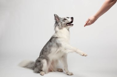 Sınır köpeği. Beyaz gri bir köpek pençelerini verir. Stüdyoda portre, beyaz arka plan