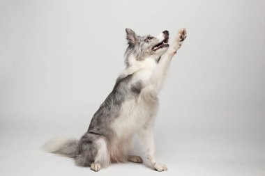 Sınır köpeği. Beyaz gri bir köpek pençelerini verir. Stüdyoda portre, beyaz arka plan