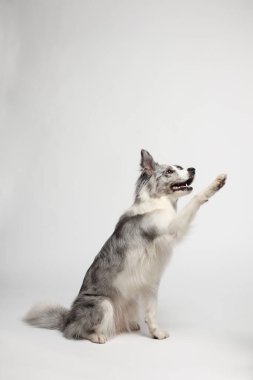 Sınır köpeği. Beyaz gri bir köpek pençelerini verir. Stüdyoda portre, beyaz arka plan