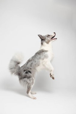 Sınır köpeği. Beyaz-gri bir köpek neşeyle arka ayakları üzerinde durur ve dans eder. Stüdyoda portre, beyaz arka plan