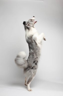 Sınır köpeği. Beyaz-gri bir köpek neşeyle arka ayakları üzerinde durur ve dans eder. Stüdyoda portre, beyaz arka plan