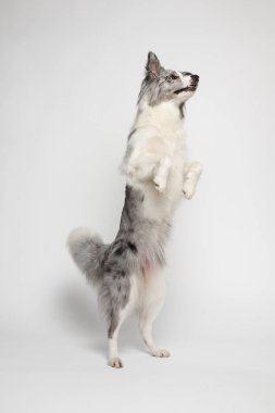 Sınır köpeği. Beyaz-gri bir köpek neşeyle arka ayakları üzerinde durur ve dans eder. Stüdyoda portre, beyaz arka plan