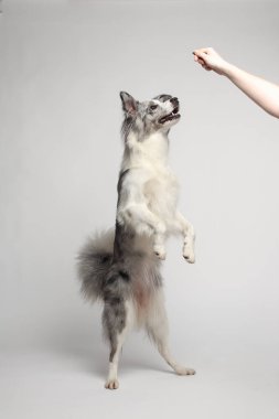 Sınır köpeği. Beyaz-gri bir köpek neşeyle arka ayakları üzerinde durur ve dans eder. Stüdyoda portre, beyaz arka plan