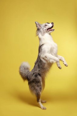 Sınır köpeği. Beyaz-gri bir köpek neşeyle arka ayakları üzerinde durur ve dans eder. Stüdyo resmi, sarı arkaplan