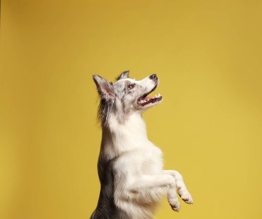 Sınır köpeği. Beyaz-gri bir köpek neşeyle arka ayakları üzerinde durur ve dans eder. Stüdyo resmi, sarı arkaplan