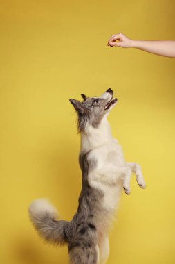 Sınır köpeği. Beyaz-gri bir köpek neşeyle arka ayakları üzerinde durur ve dans eder. Stüdyo resmi, sarı arkaplan