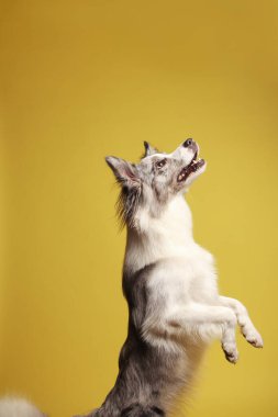 Sınır köpeği. Beyaz-gri bir köpek neşeyle arka ayakları üzerinde durur ve dans eder. Stüdyo resmi, sarı arkaplan