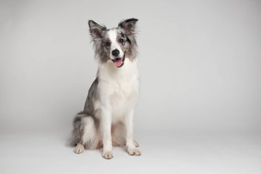 Sınır köpeği. Beyaz gri bir köpek oturuyor. Stüdyoda portre, beyaz arka plan